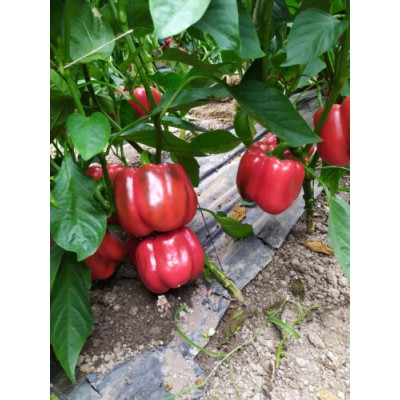 Семена перца сладкого Аида F1 (500 сем.) Lark Seeds